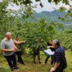Trabzon&rsquo;da fındıkta rekolte tespiti &ccedil;alışmaları başladı