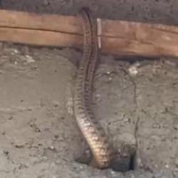 Yılanlı ev k&acirc;busu! İstila ettiler... Geceleri uyumak haram oldu 