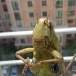 Dev &ccedil;ekirgeler T&uuml;rkiye'de panik yarattı! İnsanı ısırır mı, nasıl korunmalı? 