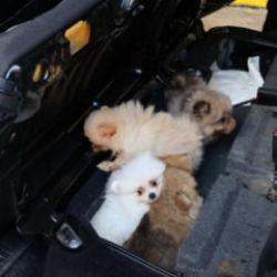 Bakanlık duyurdu: "Pomeranian" cinsi 5 k&ouml;pek yavrusu ele ge&ccedil;irildi