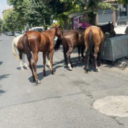 İstanbul'un g&ouml;beğinde şaşırtan manzara! Cadde ortasında s&uuml;r&uuml; halinde geziyorlar!
