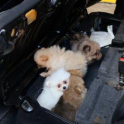 Kapıkule'de 'Pomeranian' cinsi 5 k&ouml;pek yavrusu ele ge&ccedil;irildi