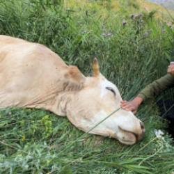 Telef olan ineğine sarılıp saatlerce ağlamıştı! Sevince boğan gelişme 