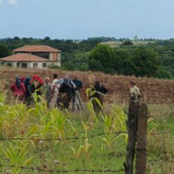 Samsun'da korkun&ccedil; olay! 92 yaşındaki kadın tarlada yanmış halde bulundu