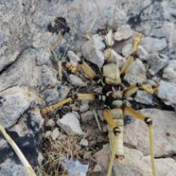 Adıyaman'da g&ouml;r&uuml;nt&uuml;lendi! Boyu 15 santimetre 