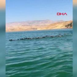 Baraj g&ouml;l&uuml;n&uuml; y&uuml;zerek ge&ccedil;en yaban domuzu s&uuml;r&uuml;s&uuml; kamerada