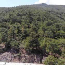 &Ccedil;anakkale Valiliği'nden orman yangını uyarısı