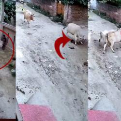 Hindistan'da ineğin saldırdığı &ccedil;ocuğu &ccedil;evredekiler kurtardı