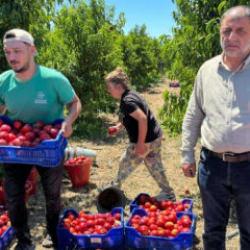 İznikli nektarin &uuml;reticisinden fiyat tepkisi