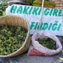 Yeni sezonun ilk fındığı! Kilosu 200 TL
