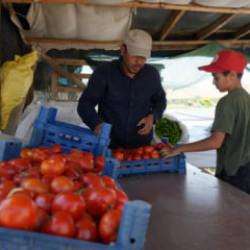 Ayaş domatesi dalından toplanıyor! Kilosu 50 lira 