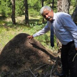 Dev karınca yuvasını g&ouml;ren d&ouml;n&uuml;p bir daha baktı! Tam bir metre boyunda...