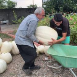 Hobi ama&ccedil;lı ekti hasada kendisi bile inanamadı! 3 k&ouml;kten 1 ton &uuml;r&uuml;n aldı 