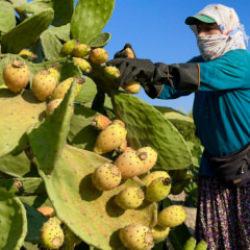 Toplaması &ccedil;ile, tadı doyumsuz! Kilosu 30 liradan satışa &ccedil;ıktı 