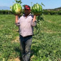 Alın terini zayi etmedi! &Ccedil;ift&ccedil;i, bir yıllık hasadını b&ouml;yle kurtardı 
