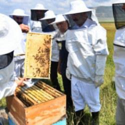 Coğrafi işaretli Ardahan balında hasat başladı!