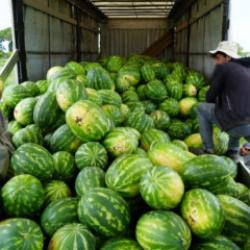 Karpuzun kilosu 3 TL, kavunun tanesi 20 TL