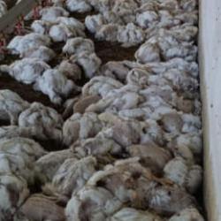 &Uuml;reticiyi kahreden arıza! 4 bin tavuk telef oldu