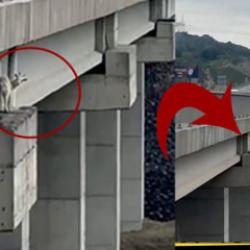 G&ouml;renler şaştı kaldı! Ke&ccedil;i &ccedil;ıktığı yerde mahsur kaldı