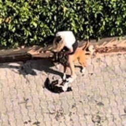 Adana&rsquo;da dehşet! Pitbull kediyi par&ccedil;aladı, sahibi &ldquo;Polisi aramayın&rdquo; diye yalvardı