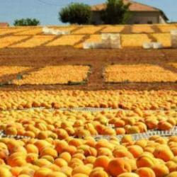 Malatya&rsquo;da kayısı bereketi: &Uuml;reticinin y&uuml;z&uuml; bu yıl g&uuml;l&uuml;yor!