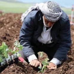 T&uuml;rkiye'nin 81 ilinde yetişen tarım &uuml;r&uuml;nleri! Tarlasına eken paraya para demiyor