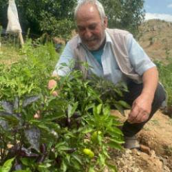 Anavatanı Meksika ve Peru! Elazığ'da mor biber yetiştirildi