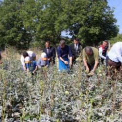 Amasya'nın tescilli sarı altını: Kilosu tam 1400 lira!