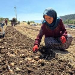 Karab&uuml;k'te ekimi başladı! Kilogramı 650 bin TL... 3 ayda hasat edilecek 