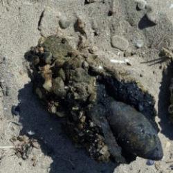 &Ccedil;anakkale'de plaj karıştı! Savaştan kalma m&uuml;himmat bulundu