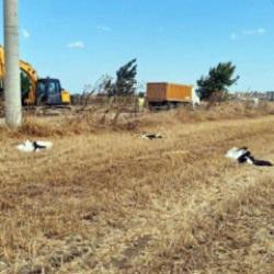 Tekirdağ'da g&ouml;&ccedil; yolundaki 30 leylek elektrik akımına kapılarak can verdi