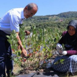 Hanımının ısrarıyla kolları sıvadı! Atıl arazide &uuml;retim yapıyorlar 