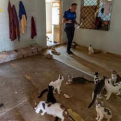'&Ccedil;&ouml;p ev' ihbarına giden ekipler adreste 100 kedi buldu