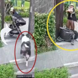 Evcil hayvanını korumaya &ccedil;alışan anne &ouml;z evladını unuttu!İşte trajikomik anlar