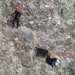 Hatay'da Dağ yamacında mahsur kalan inat&ccedil;ı ke&ccedil;iler 2 saatlik operasyonla kurtarıldı
