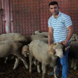 Balıkesir'de 1 milyon 110 bin TL'ye satılan damızlık ko&ccedil;un &uuml;&ccedil;&uuml;z yavrusu oldu