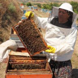 Tarlada bir kovan buldu 450 kovanlık &ccedil;iftliğe d&ouml;n&uuml;şt&uuml;rd&uuml;