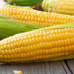 Mısır fiyatları son 3 yılın zirvesinde! El Nino etkisini g&ouml;sterdi