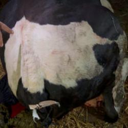 Sakarya'da akılalmaz iddia! Komşusu, danasının kuyruğunu baltayla kesti