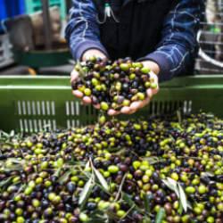 T&uuml;rkiye'nin 40 yıllık zeytin markası iflasın eşiğinde: Mahkemeden 1 yıllık m&uuml;hlet!