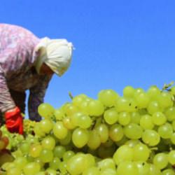 TARİŞ kuru &uuml;z&uuml;m avans fiyatını 80 TL olarak belirledi