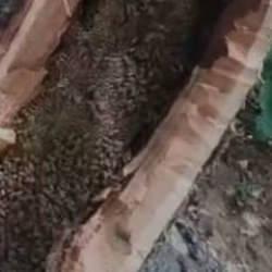  Bing&ouml;l&rsquo;de ağa&ccedil; kovuğundan kilo kilo &ccedil;ıkartıldı 