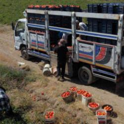 Bitlis'te domates bereketi! Hasat başladı! B&ouml;lgede zirveyi kimseye kaptırmadı!
