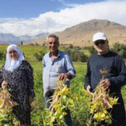 Coğrafi işaretli lezzette hasat başladı! Tarlada kilosu 125 TL