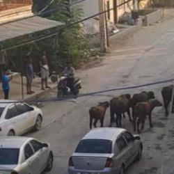 Hatay'da yola inen başıboş mandalar trafiği durma noktasına getirdi