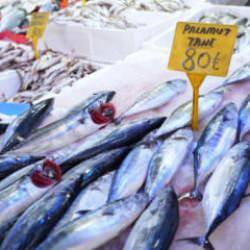 Palamut patlaması: Tanesi 80 TL