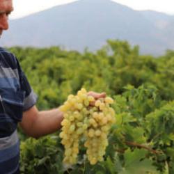Tarlada 20 markette 80 lira! Hasat başladı