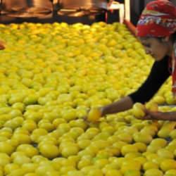 TİGEM a&ccedil;ık artırmayla 1010 ton limon satacak!