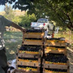200 yıllık bağlarda hasat başladı: Kilosu 200 lira