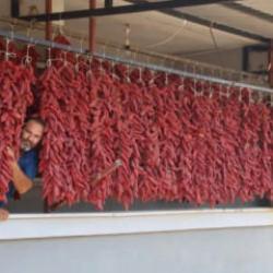 Acısı zehir, kazancı tatlı: Demeti 500 TL'den satılıyor!